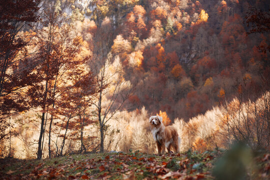 Nova Scotia Duck Tolling Retriever lies on a golden alpine ridge overlooking distant peaks. Warm fall vegetation creates a peaceful hiking and travel adventure setting.