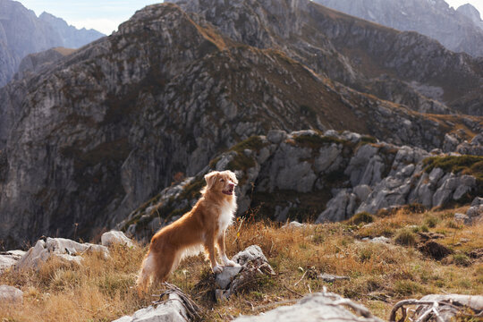 A Nova Scotia Duck Tolling Retriever stands on rocky terrain with sunlit peaks in the background. The landscape glows with late afternoon light and alpine textures.