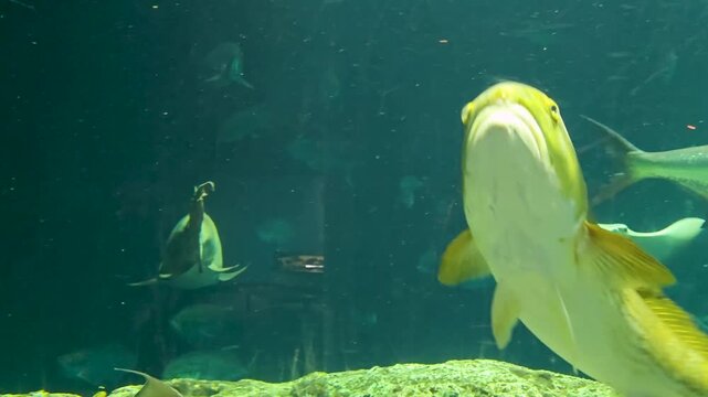 Footage of fish swimming in a tank at the South Carolina Aquarium in Charleston South Carolina USA