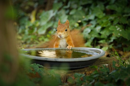 A cute red squirrel looks astonished with open mouth while resting one paw in a water bowl surrounded by lush green ivy in Cologne.