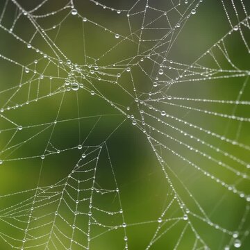 露をまとう蜘蛛の糸 シームレスループ動画背景 1:1 4K