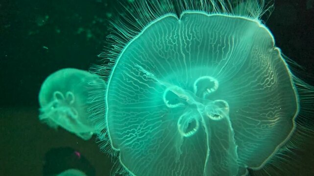 Footage of jellyfish at the South Carolina Aquarium in Charleston South Carolina USA