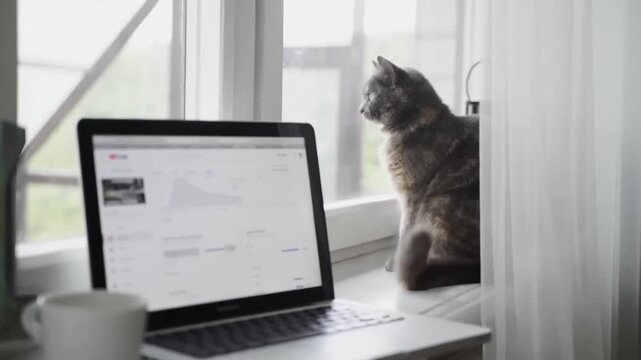 Cat sitting by window next to laptop in cozy home office