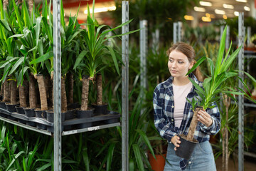 Girl examines goods and chooses yucca elephantipes potted flower in flowering shop. Wholesale supplies from direct manufacture, wholesale and retail sales . © JackF
