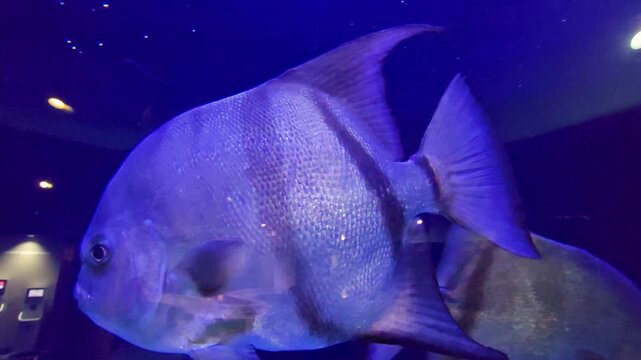 Footage of fish at the South Carolina Aquarium in Charleston South Carolina USA