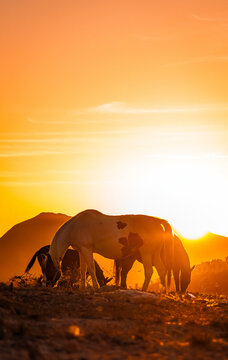 horses grazing at dawn in Nogales, Sonora