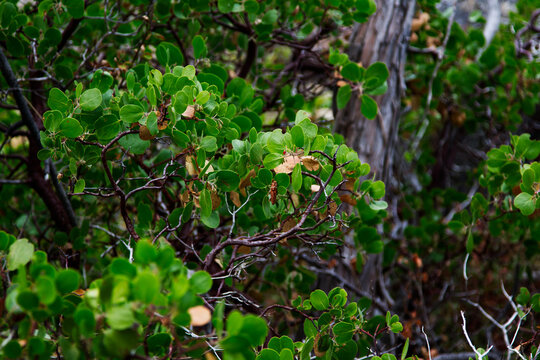 Green Leaves And Redish Bark Branches Of Manzanita Bush California