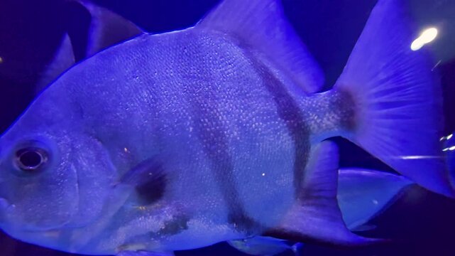 Footage of fish at the South Carolina Aquarium in Charleston South Carolina USA