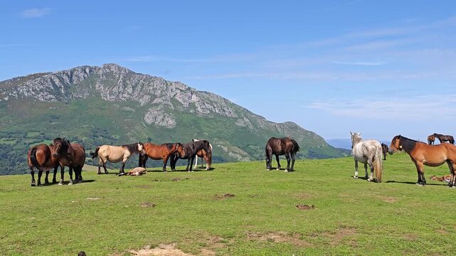 Herd of Wild Horses Grazing in a Green Mountain Meadow of Picos de Europa, Asturias