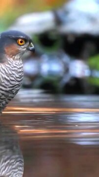 Sharp-shinned hawk standing in shallow water with a clear reflection