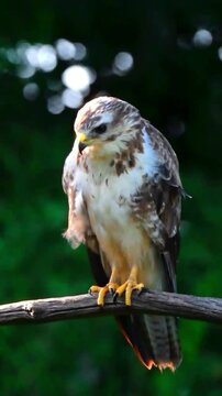 Common buzzard perched on a tree branch in a forest with natural lighting