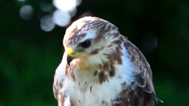 Common buzzard bird of prey perched in a natural forest environment
