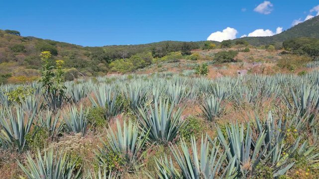 4K AGAVE