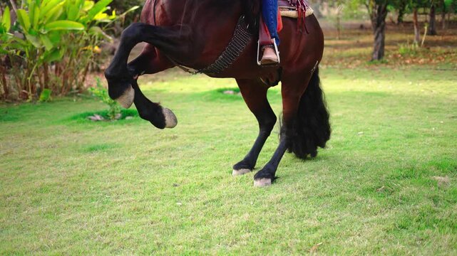 4K CABALLO BAILANDO