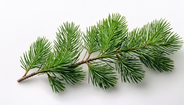 a single green pine branch with detailed needles isolated on white background