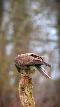 Common buzzard perched on a tree stump eating prey in a forest setting