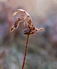 Frozen plant stem with curled leaves stands against a blurred background © AlinaPazl