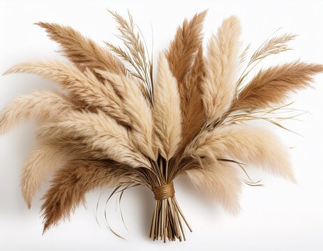 dried pampas grass bunch isolated on white background