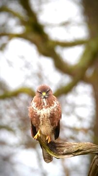 Common buzzard perched on a tree branch in a forest with soft natural light