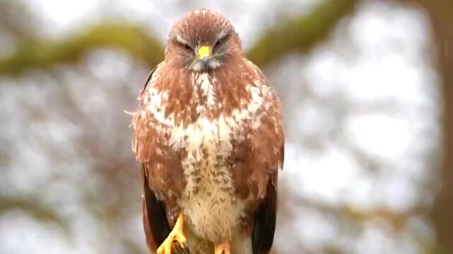 Common buzzard perched on a branch in a natural forest environment