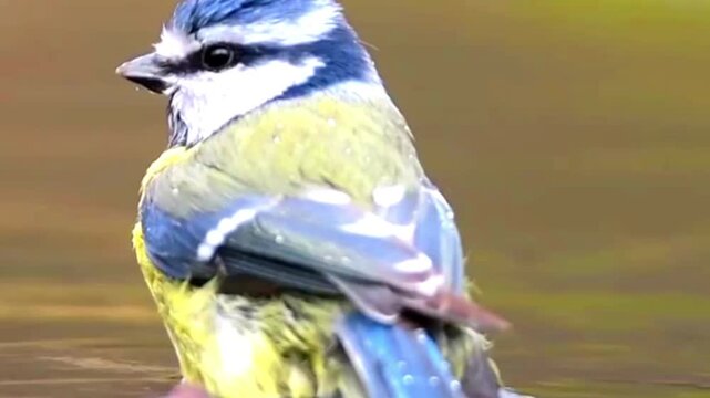 Eurasian blue tit bird perched in water with natural lighting