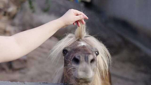 4K PONY