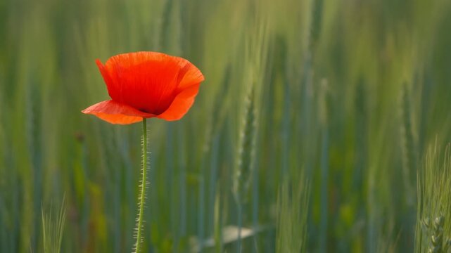 Poppy head nodding in a meadow