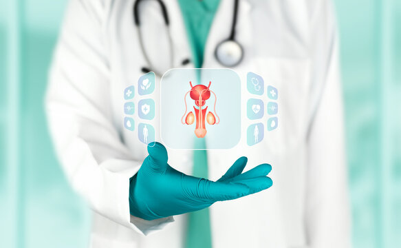 Surgeon analyzing the prostate and testicles to diagnose urological conditions and reproductive disorders. Concept of prevention of reproductive diseases, medical research and technology.