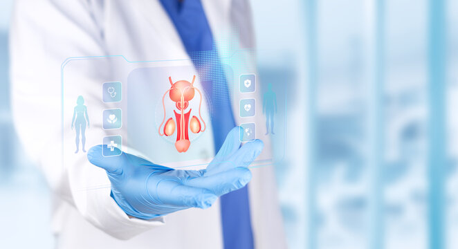 Urology specialist analyzing a chart of the prostate and vas deferens for medical diagnosis and research of male reproductive health. Light blue bokeh background.