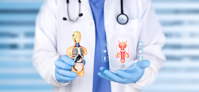 Urologist analyzing a graph of the prostate and testicles. Concept of male reproductive system, urology and disease prevention. Bokeh background.