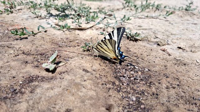 Bright multicolored sailfish butterfly sitting on the sand.Papilio machaon close-up.