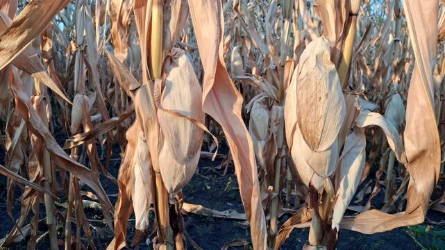 Dry corn cobs in the field.Corn harvest concept.