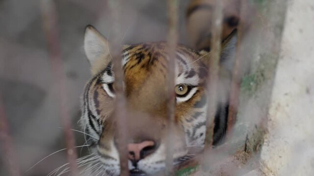 4K TIGRE EN CAUTIVERIO