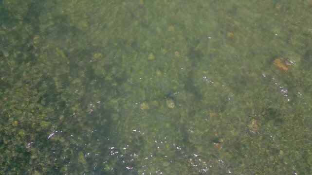 4K TORTUGA EN EL MAR