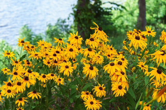 Rudbeckia fulgida, coneflowers or black eyed Susan in the garden, meadow or lawn. Decorative yellow flower macro, close up, nature background, floral wallpaper