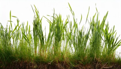 Fototapeta premium meadow grass row isolated on white background cut out