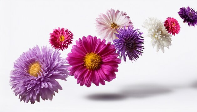 flying aster flowers falling cut out white background with shadow ai generated