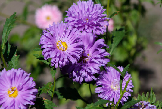 purple asters in the garden

