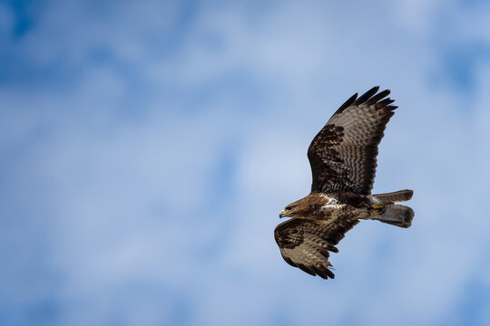 Aigle en vol