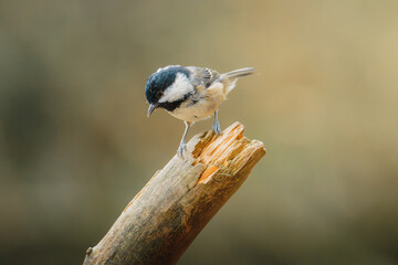 Coal tit perched on slender branch at Pow Hill Country Park, County Durham, captured in crisp natural light during 2026 wildlife survey © Neil_Benison_Photos