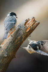 Coal tit perched on slender branch at Pow Hill Country Park, County Durham, captured in crisp natural light during 2026 wildlife survey © Neil_Benison_Photos