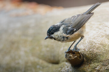Coal tit perched on slender branch at Pow Hill Country Park, County Durham, captured in crisp natural light during 2026 wildlife survey © Neil_Benison_Photos