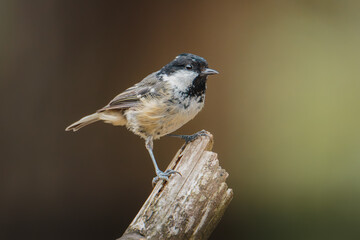 Coal tit perched on slender branch at Pow Hill Country Park, County Durham, captured in crisp natural light during 2026 wildlife survey © Neil_Benison_Photos