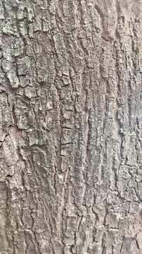 bark of a tree