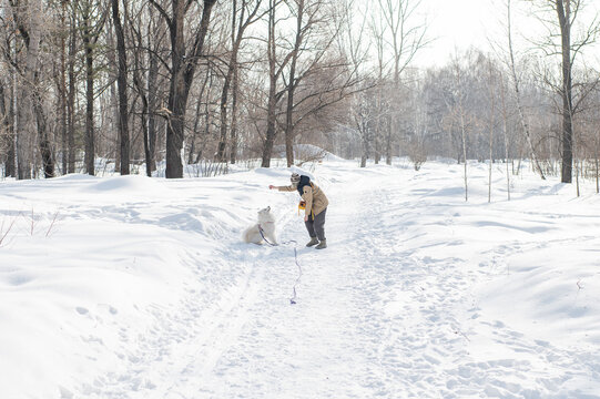 Young woman walking with fluffy samoyed dog in snowy winter park. 