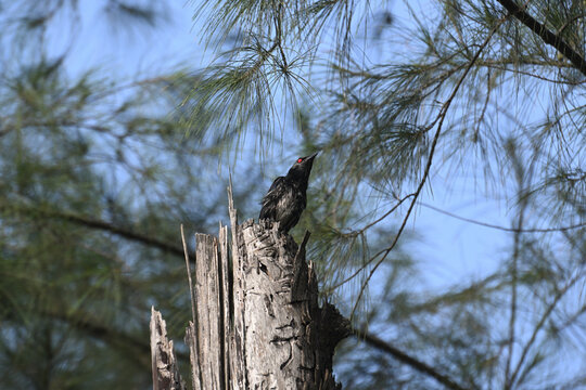 Black Drongo Perched on a Dead Tree Trunk Among Pine Trees