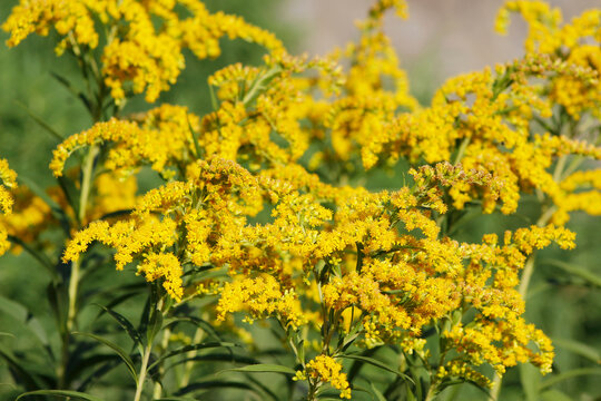 blooming goldenrod in the garden