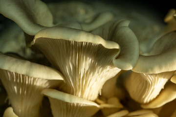 mushrooms  © Santiago
