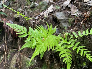 岩場に生える鮮やかな緑のシダ植物 © sachinowa