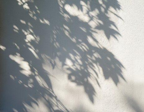 white plaster wall texture with dappled tree sunlight shadow